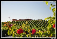 Bodegas Durón - Ribera del Duero