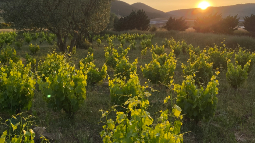Bodegas Aristu & Ibonen Ardoak