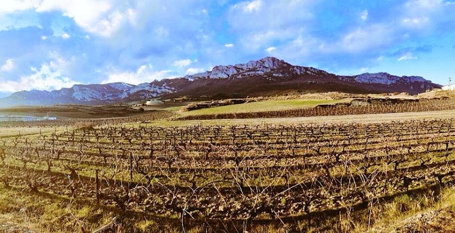 Bodegas Ruiz De Viñaspre S L